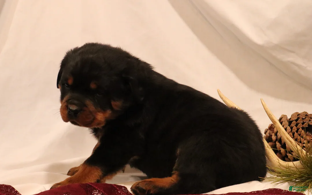 Rottweiler dogs for sale: Arielle - Ad 2