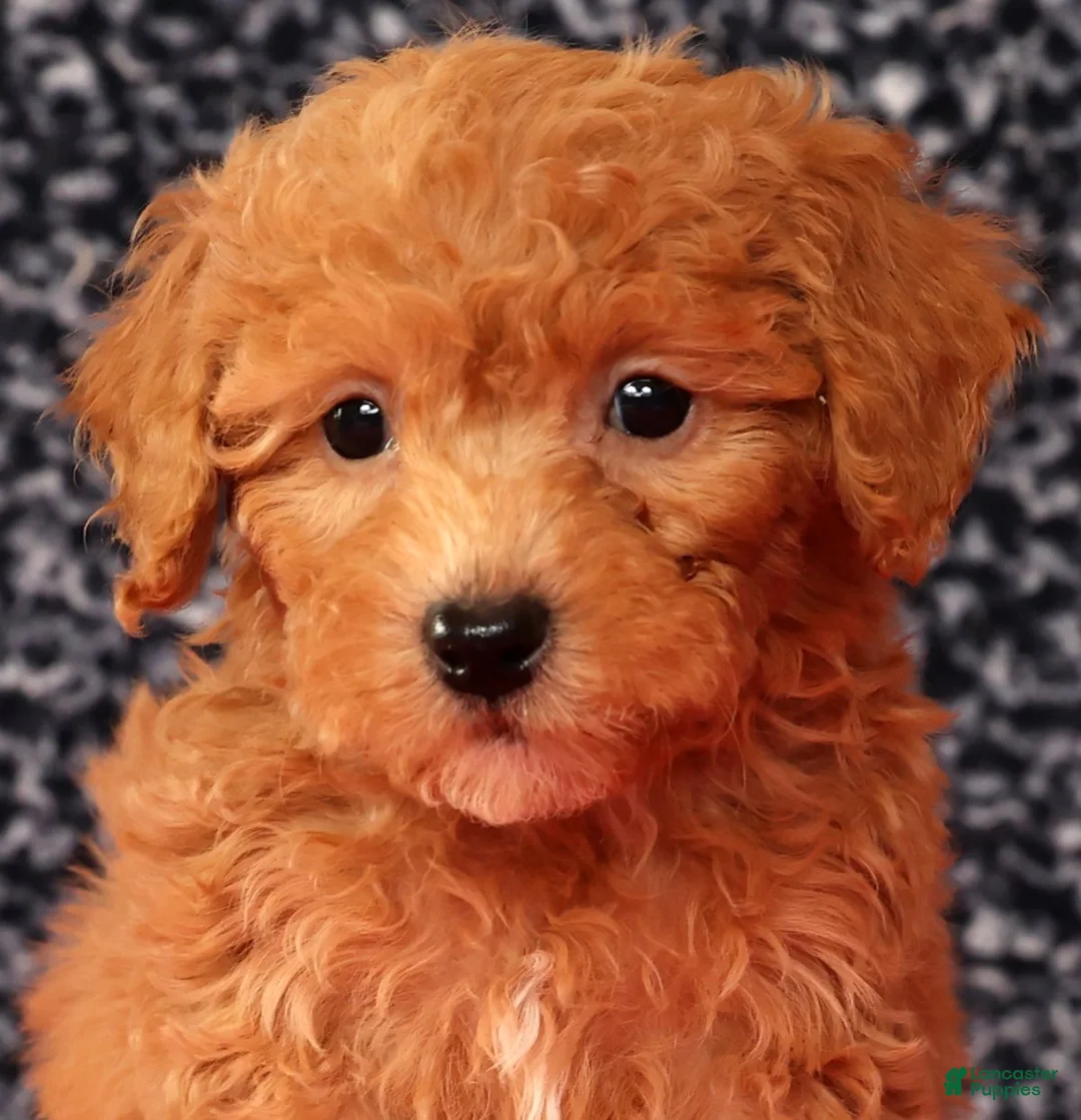 Bichpoo dogs for sale: Foster - Ad 9