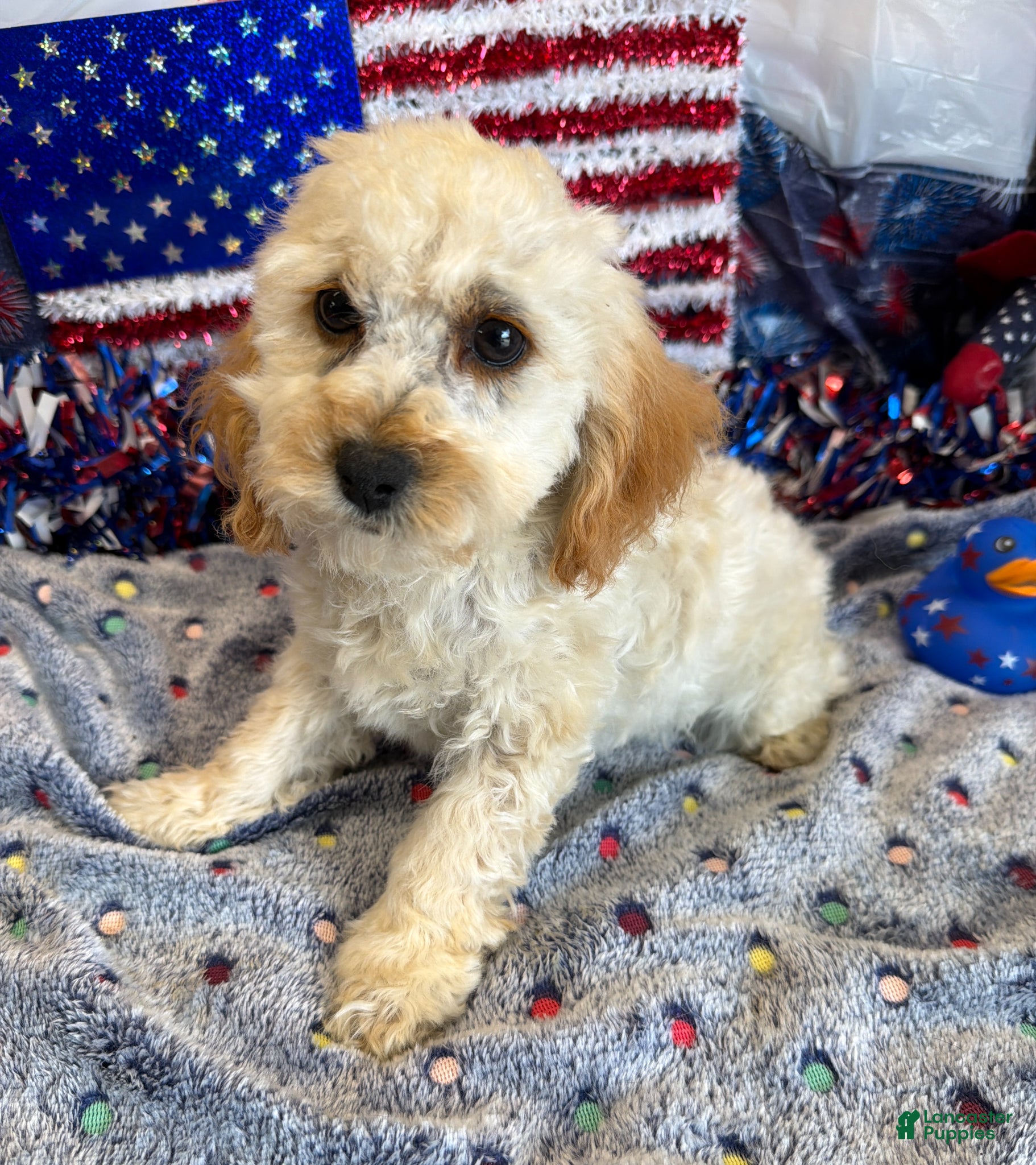 Cockapoo dogs Trixie - Ad 6