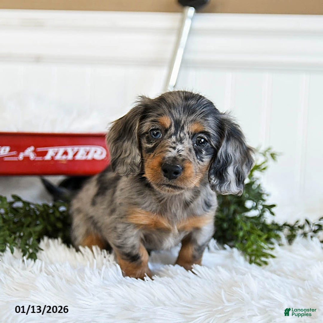 Miniature Dachshund dogs for sale: Max - Ad 4