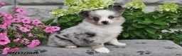 Miniature Australian Shepherd dogs for sale: Addie - Ad 3