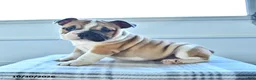 English Bulldog dogs for sale: Bambi - Ad 5