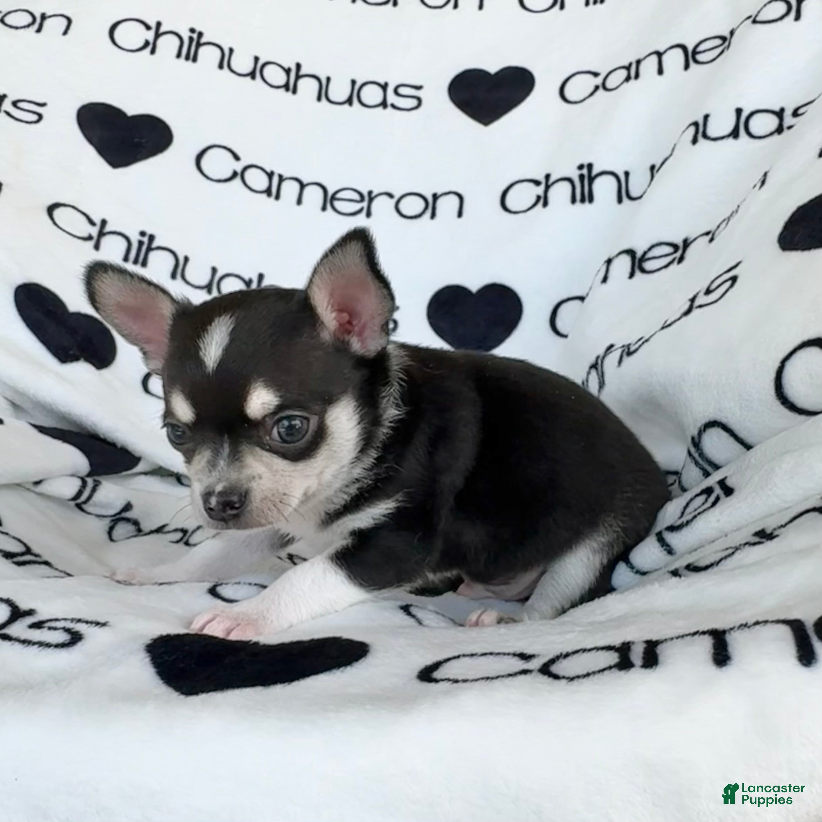 Chihuahua dogs Tip Smooth Coat Tricolor - Ad 2