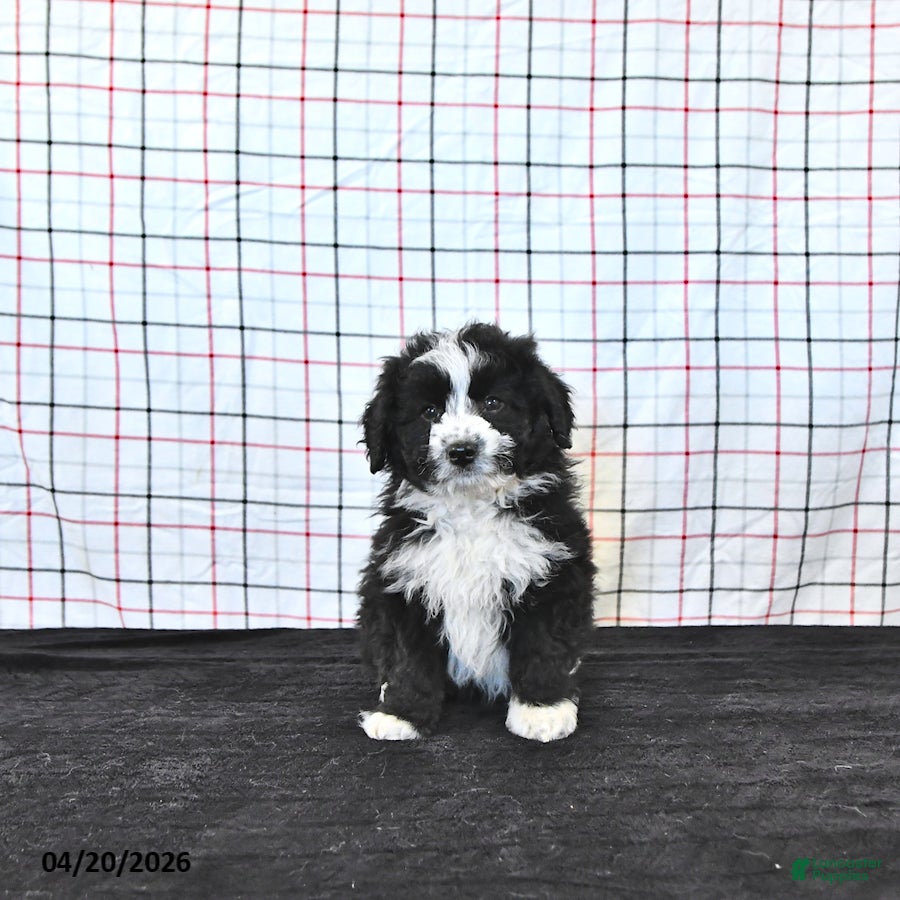 Mini Aussiedoodle dogs Wilson  EXTRA SMALL - Ad 1