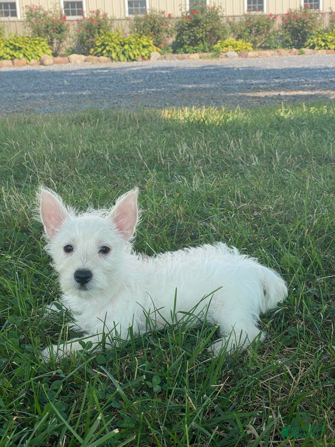 West Highland Terrier dogs for sale: Wanda - Ad 5