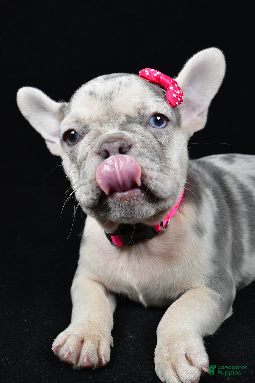 French Bulldog dogs for sale: Bella  - Ad 6
