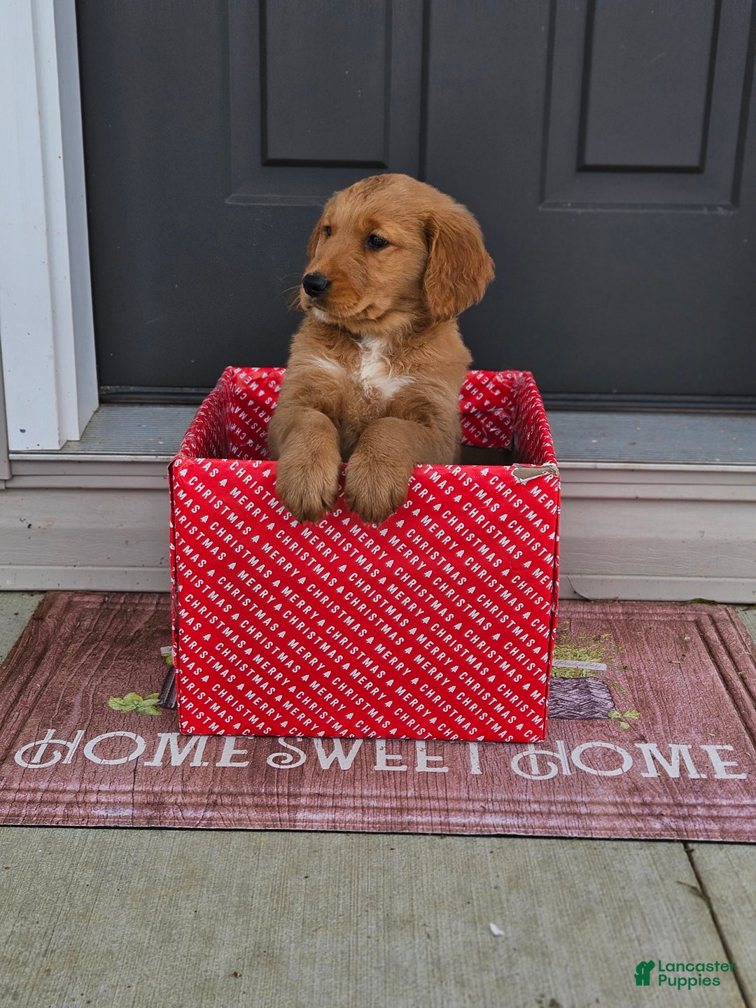 Golden Retriever dogs for sale: Charlie - Ad 7