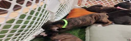 Boxer dogs for sale: Boxer 5 - Ad 2