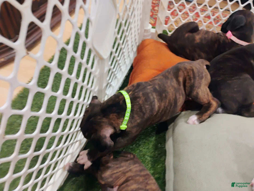 Boxer dogs for sale: Boxer 5 - Ad 2