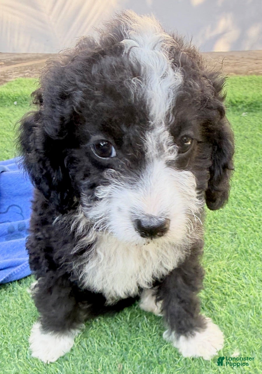 Mini Aussiedoodle dogs Lincoln - Ad 1
