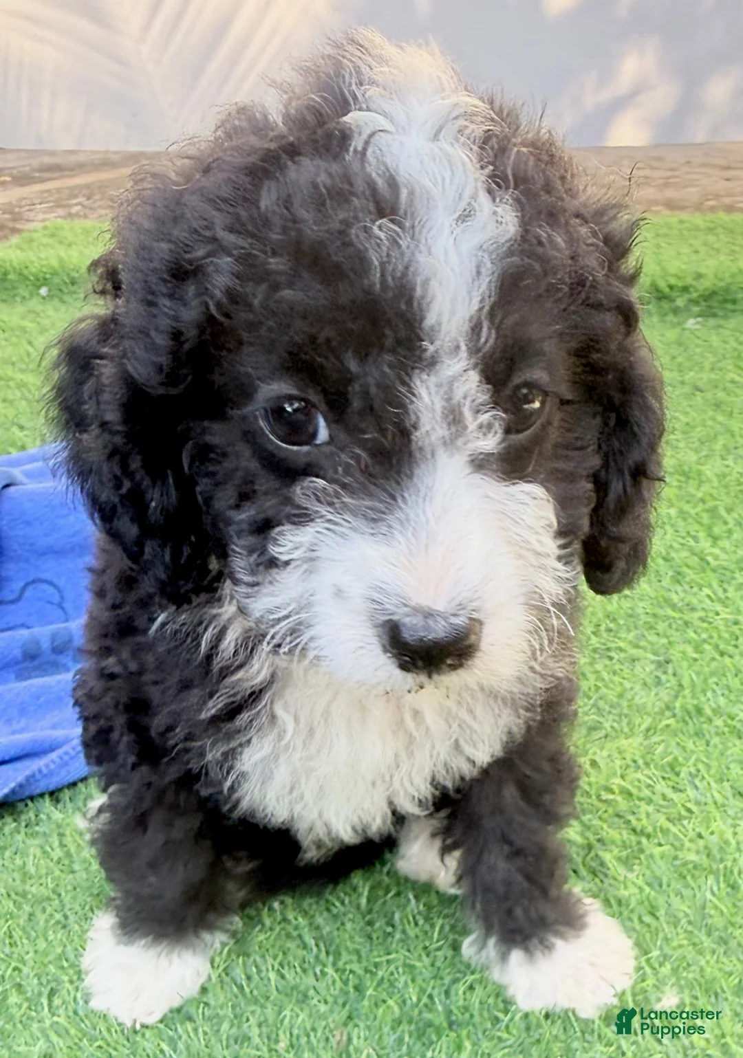 Mini Aussiedoodle dogs for sale: Lincoln - Ad 1