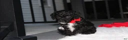 Miniature Poodle dogs for sale:  Bobby - Ad 4
