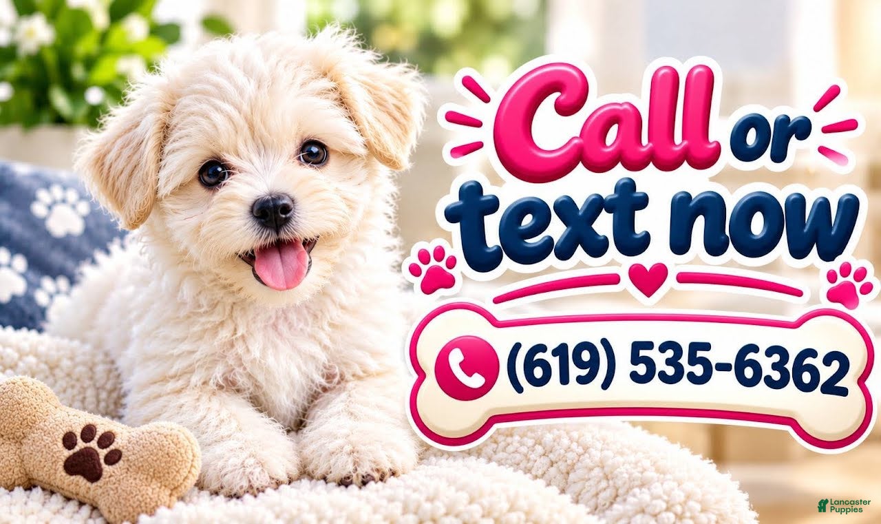 Maltipoo dogs for sale: PANDA - Ad 2