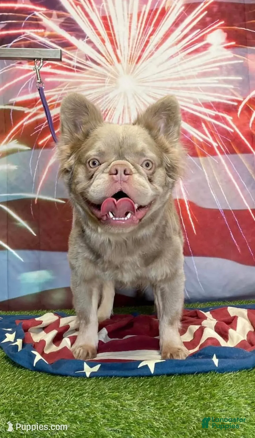 French Bulldog dogs for sale: New shade Isabella  - Ad 2