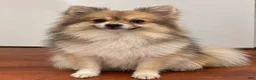 Pomeranian dogs for sale: Jack - Ad 2
