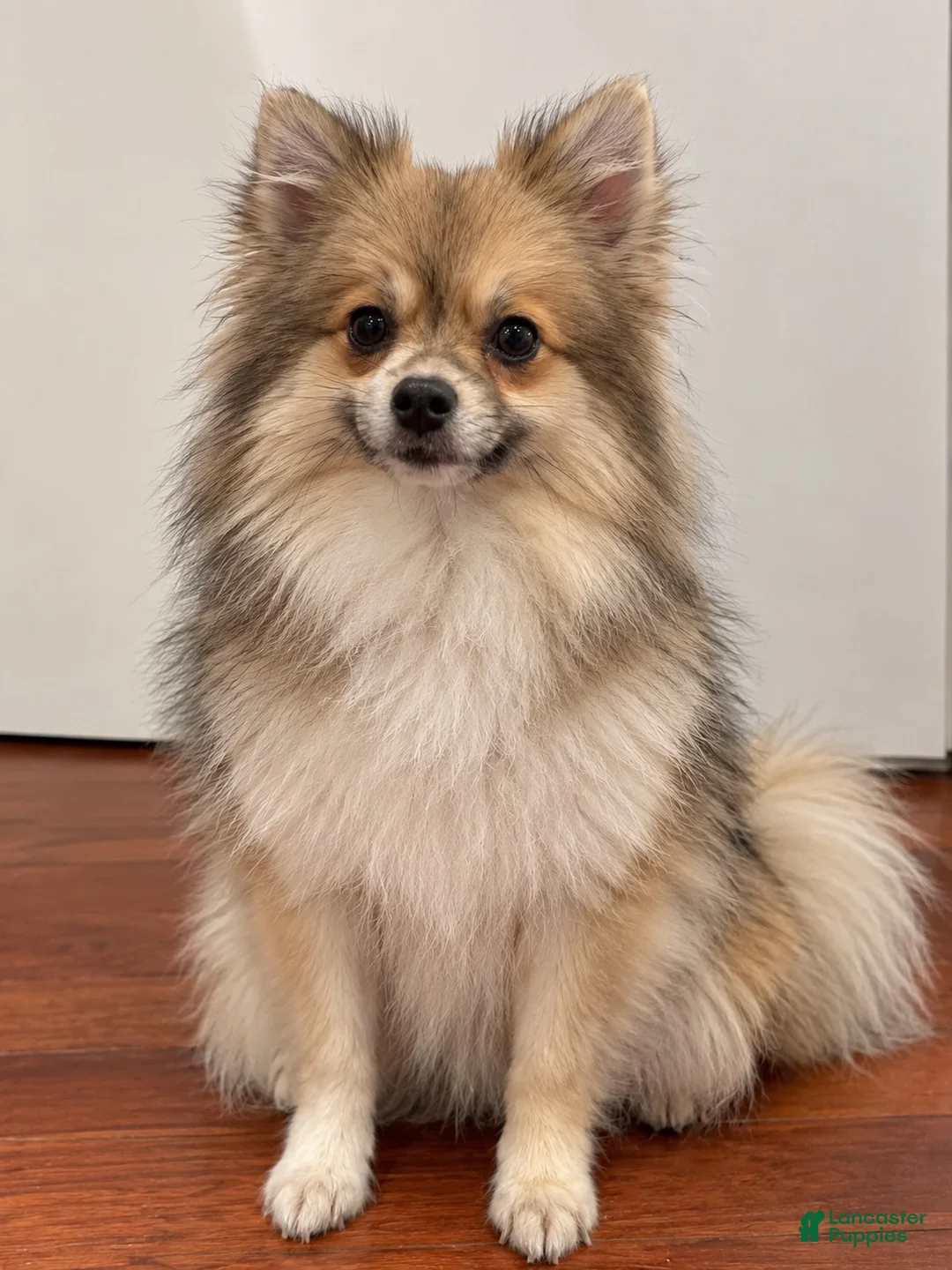Pomeranian dogs for sale: Jack - Ad 2