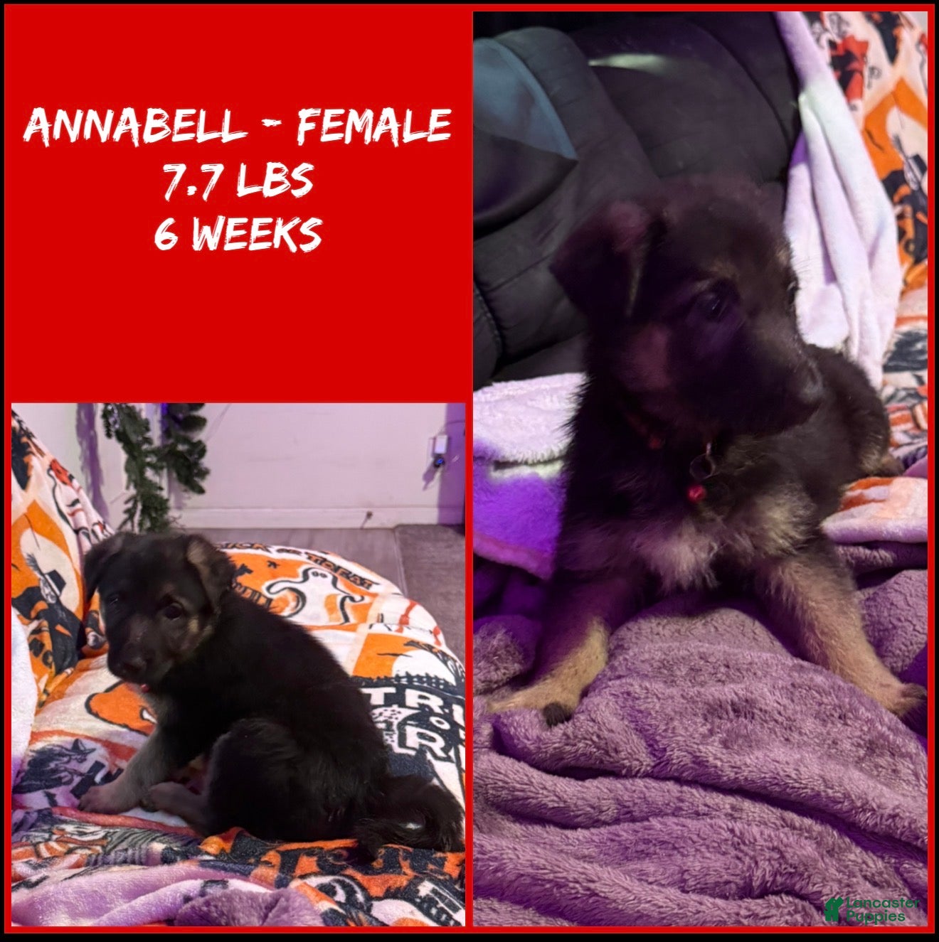 German Shepherd dogs Annabelle  - Ad 1