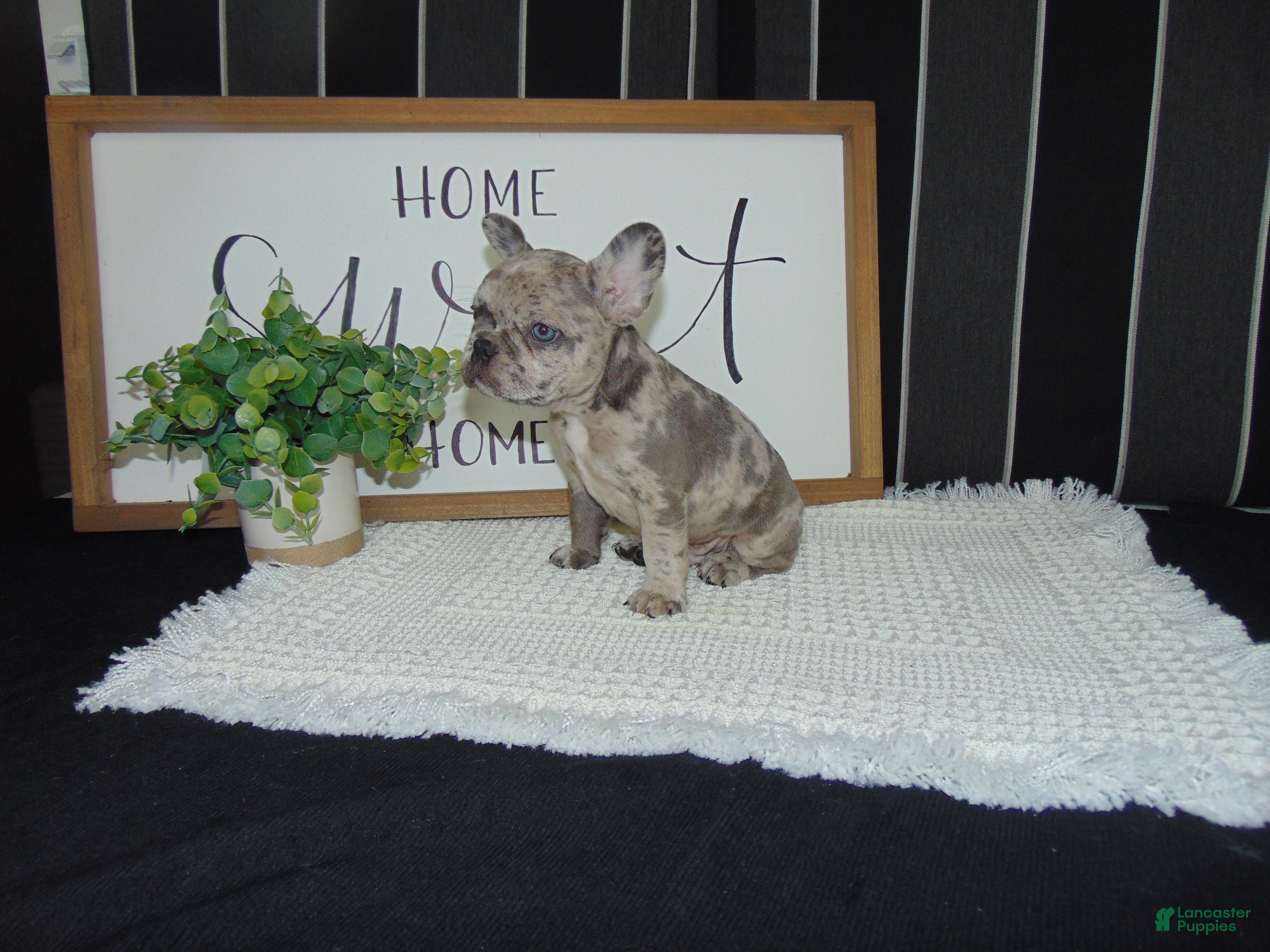 French Bulldog dogs Tyler - Ad 1