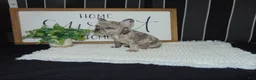 French Bulldog dogs for sale: Tyler - Ad 14