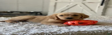 Sadie