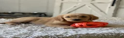Golden Retriever dogs for sale: Sadie - Ad 1