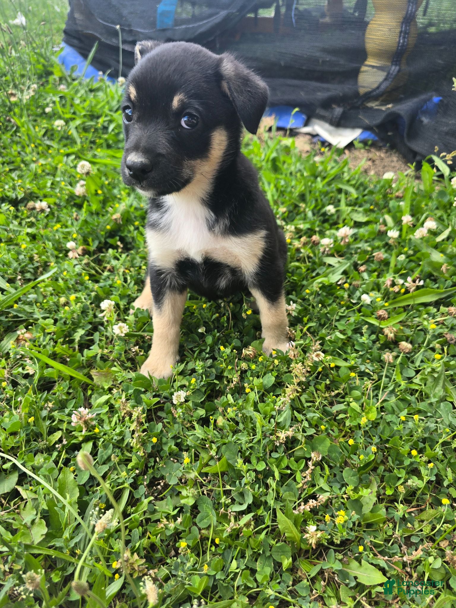 Mixed Breed dogs Mj - Ad 24