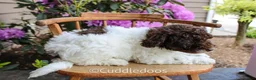 Mixed Breed dogs for sale: Neptune - Ad 5