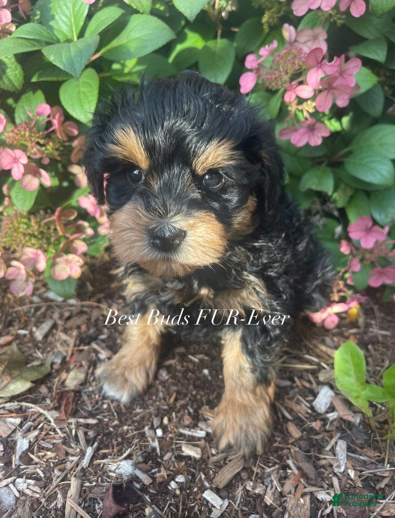 Miniature Schnauzer dogs Miniature Schnauzer 3 - Ad 1