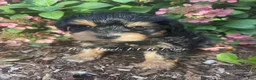 Miniature Schnauzer dogs for sale: Miniature Schnauzer 3 - Ad 1