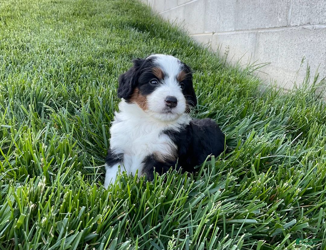 Mini Bernedoodle dogs for sale: Quinn - Ad 1