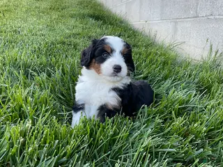 Mini Bernedoodle dogs for sale: Quinn - Ad 3
