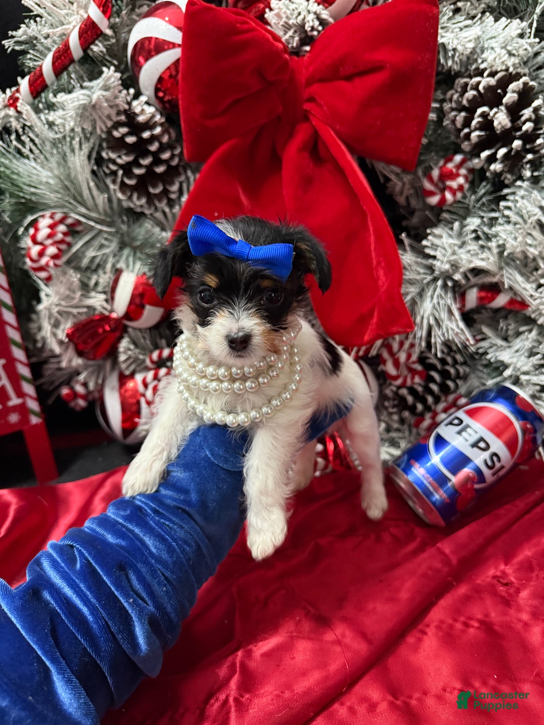 Yorkshire Terrier dogs for sale: Alfredo - Ad 20