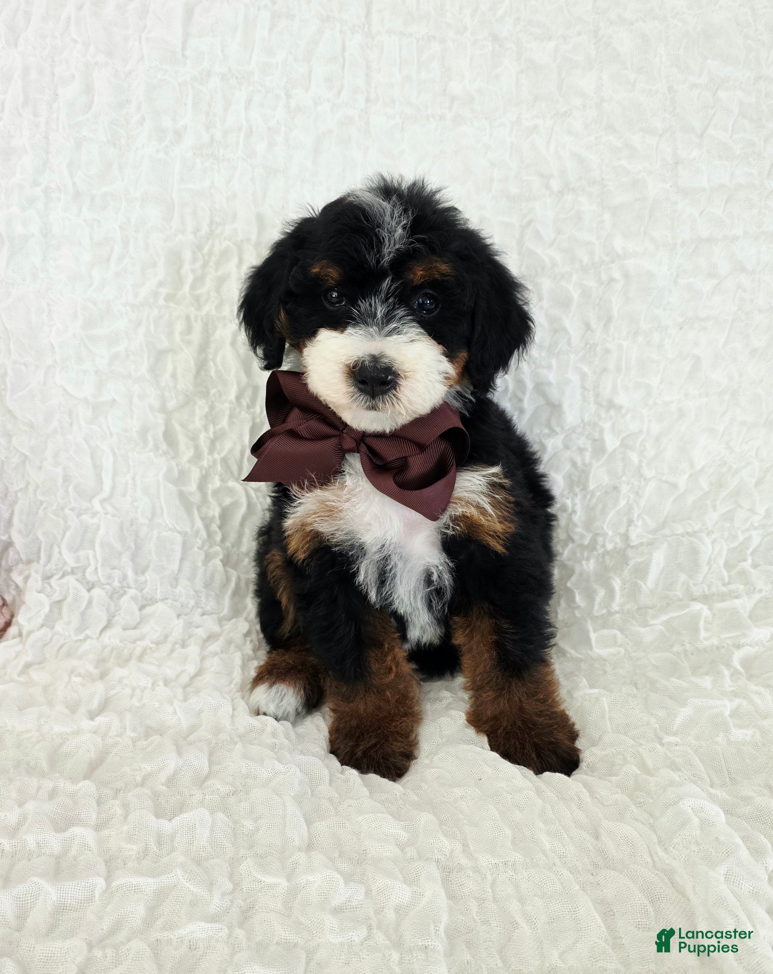 Bernedoodle dogs Alice - Ad 1