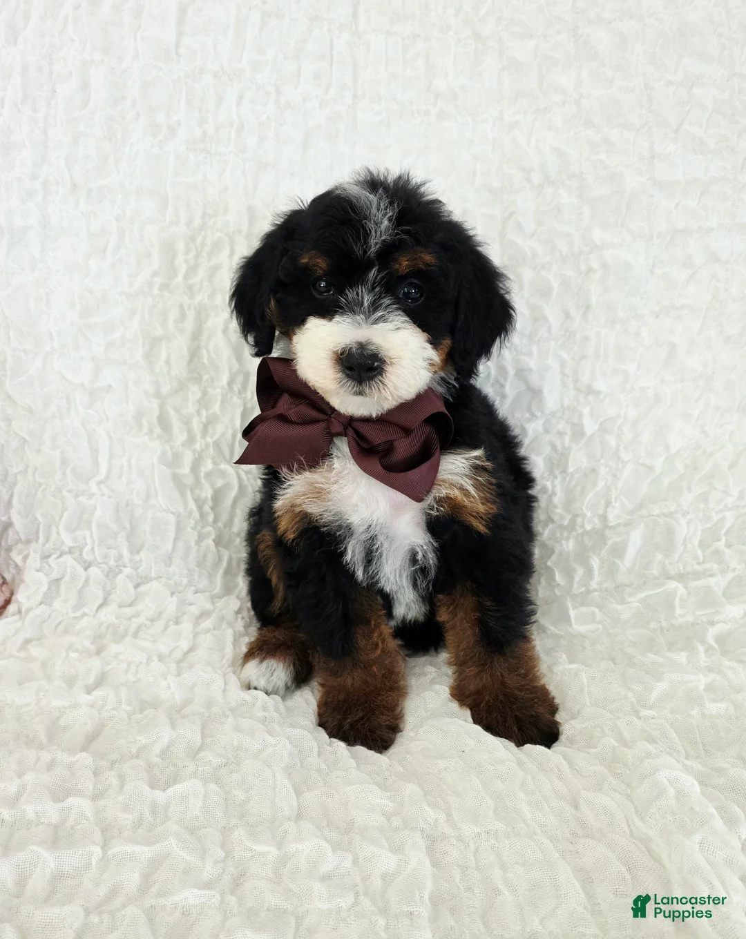 Bernedoodle dogs for sale: Alice - Ad 1