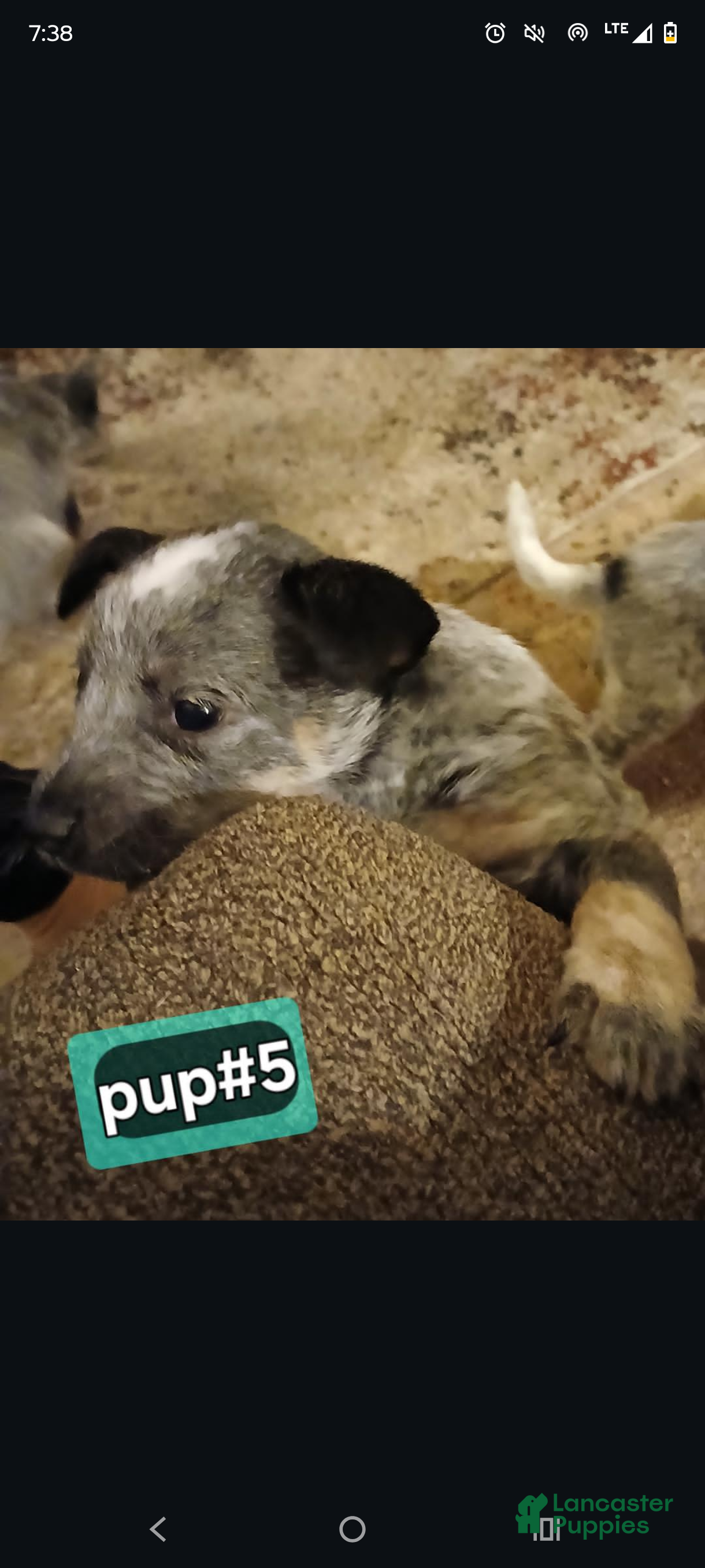 Australian Cattle Dog dogs Australian Cattle Dog Puppy 4 - Ad 4