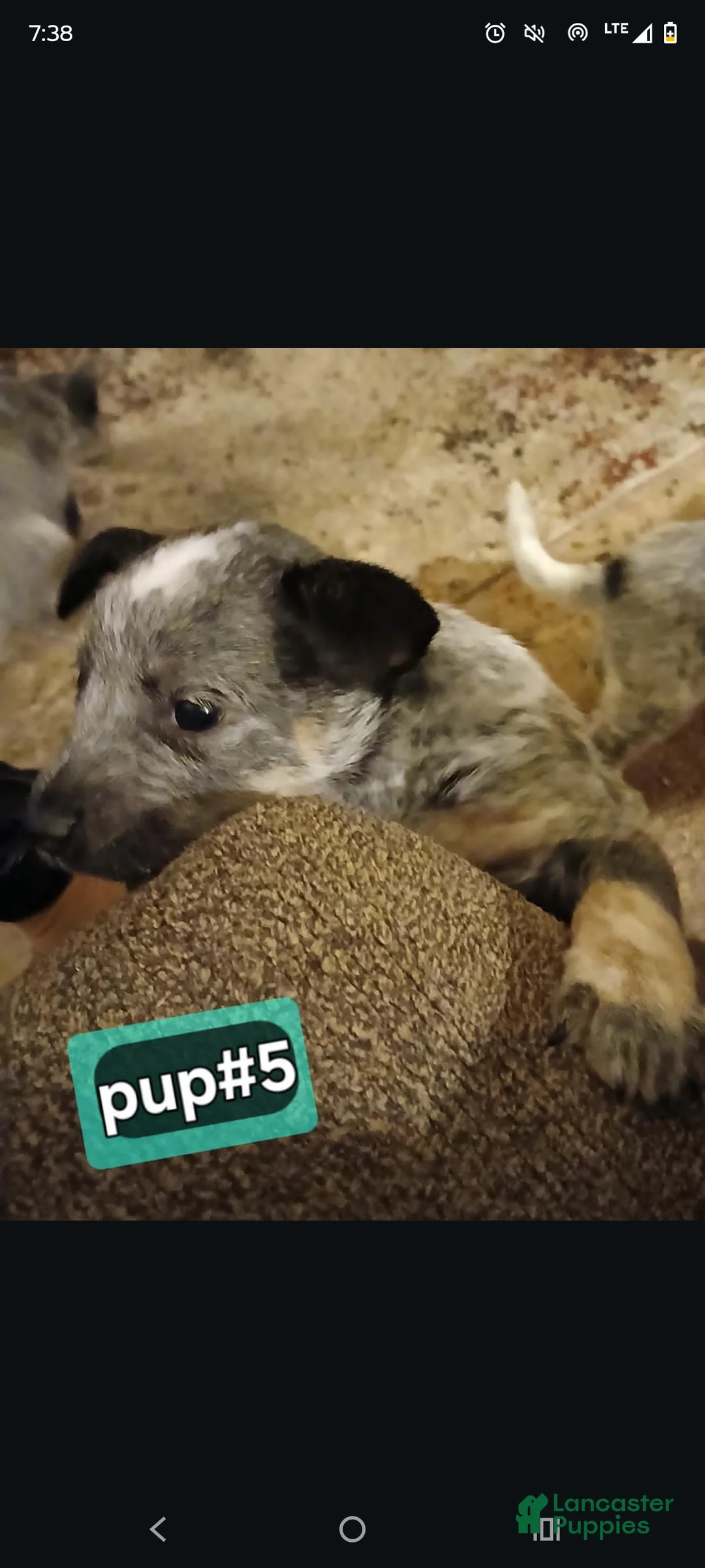 Australian Cattle Dog dogs for sale: Australian Cattle Dog Puppy 4 - Ad 1