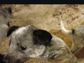 Australian Cattle Dog dogs Australian Cattle Dog Puppy 4 - Ad 4