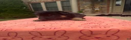 German Shepherd dogs for sale: Prince - Ad 4