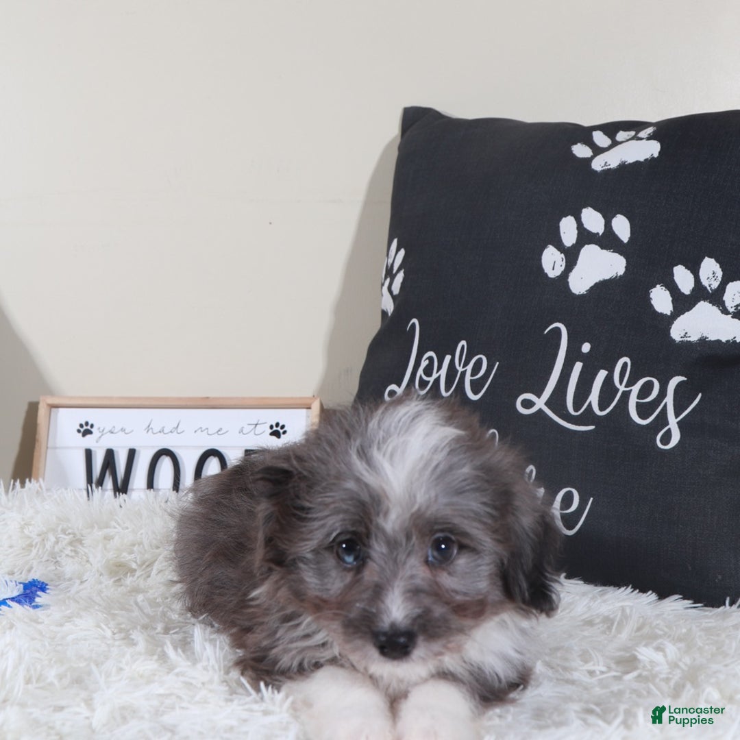 Mini Aussiedoodle dogs for sale: Mini Aussiedoodle Bullseye - Ad 3