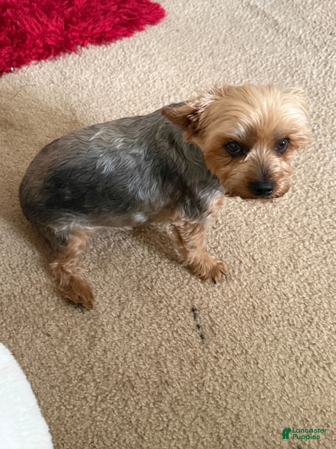 Yorkshire Terrier dogs for sale: Loowey - Ad 2