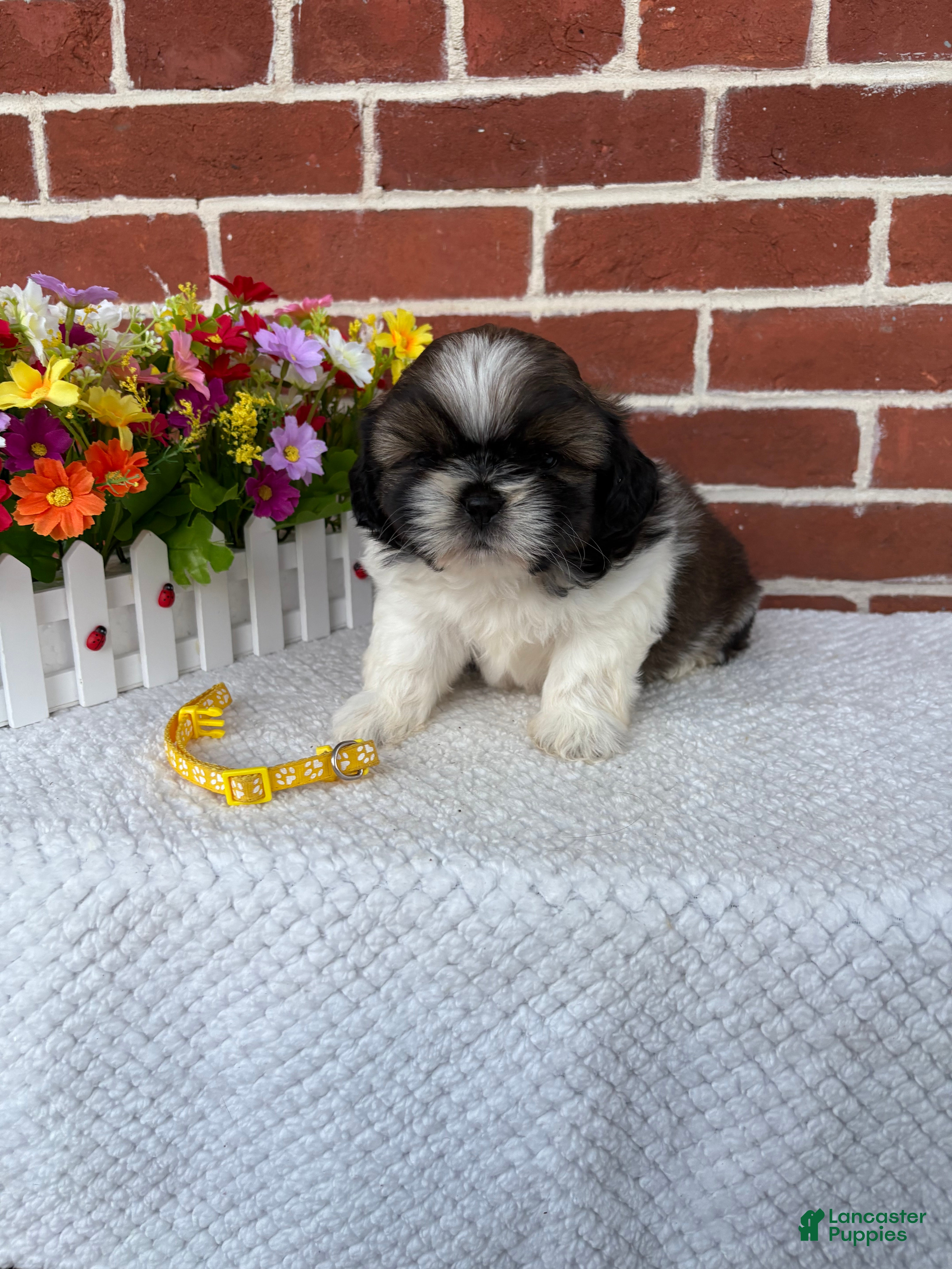 Shih Tzu dogs Colby - Ad 1