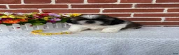 Shih Tzu dogs for sale: Colby - Ad 1