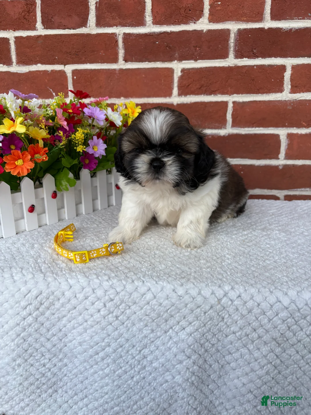 Shih Tzu dogs for sale: Colby - Ad 1