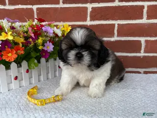 Shih Tzu dogs for sale: Colby - Ad 3