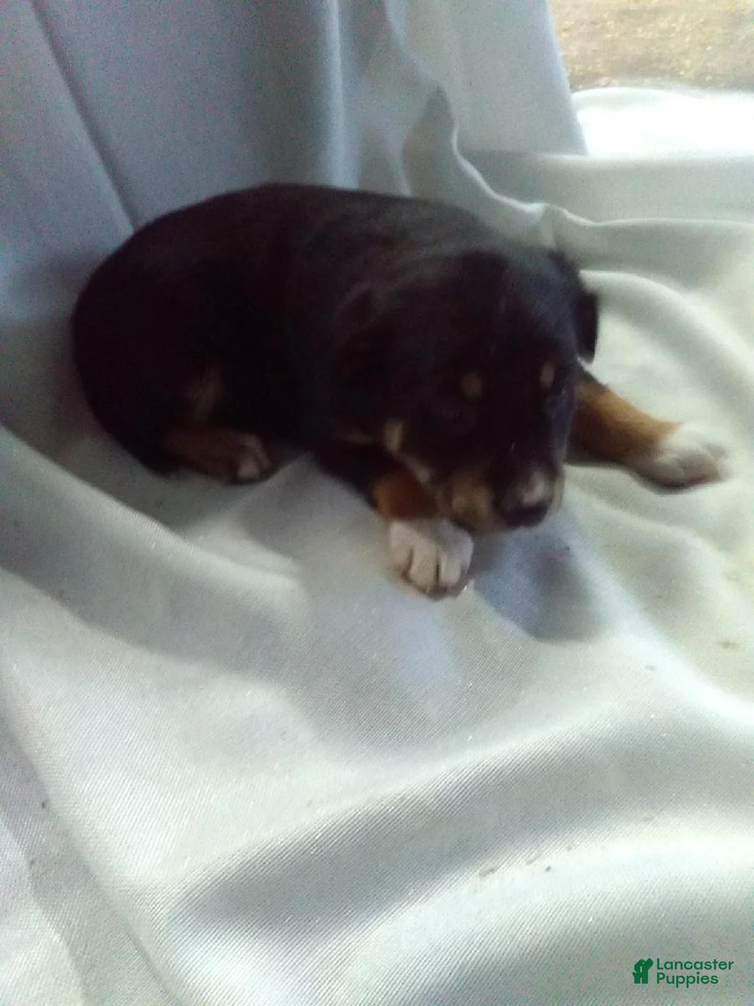 Mixed Breed dogs for sale: Mixed Breed Puppy 1 - Ad 2