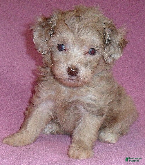 Shihpoo dogs Winnie - Ad 1