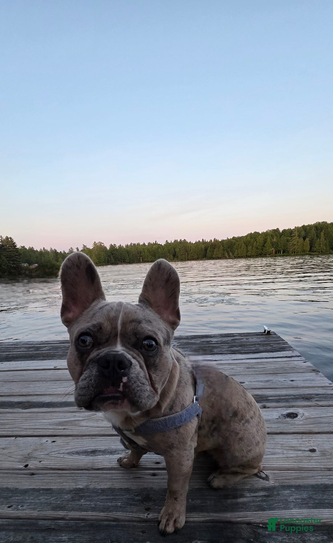 French Bulldog dogs for stud: Mr Boy Bleu - Ad 1