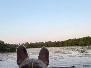 French Bulldog dogs Mr Boy Bleu - Ad 8