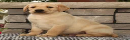 Labrador Retriever dogs for sale: Gator - Ad 1