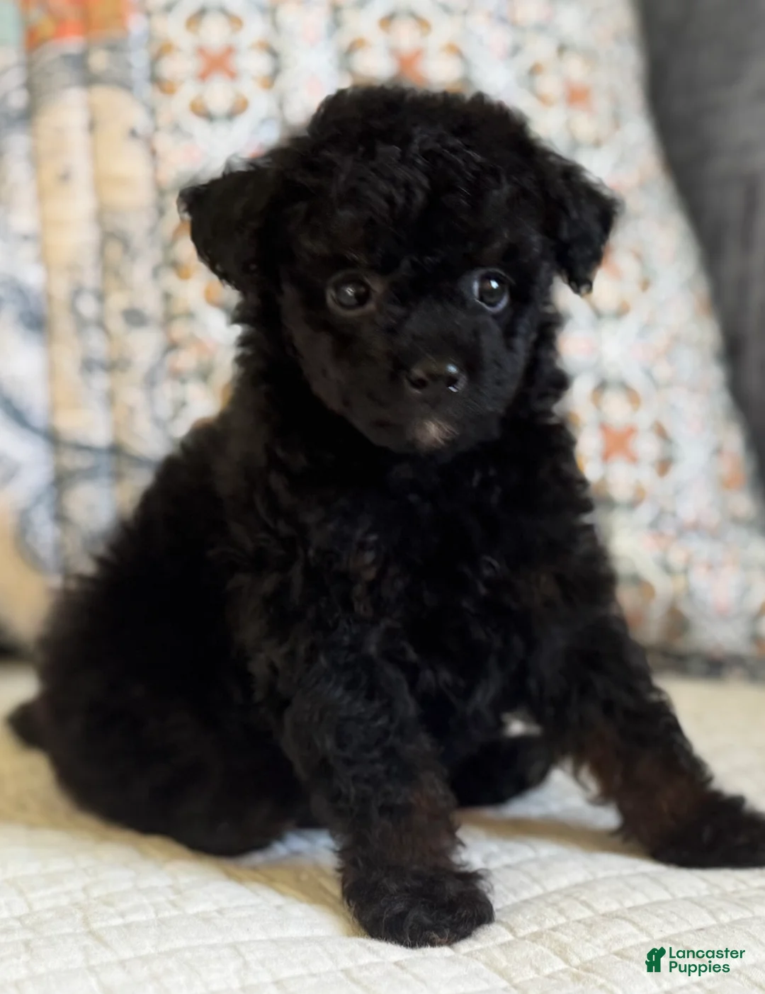 Miniature Poodle dogs for sale: Prince - Ad 2